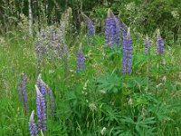 Lupinus polyphyllus 11, Vaste lupine, Saxifraga-Ed Stikvoort