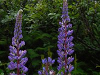 Lupinus polyphyllus 12, Vaste lupine, Saxifraga-Ed Stikvoort