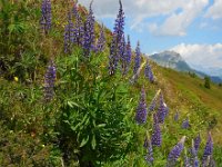 Lupinus polyphyllus 13, Vaste lupine, Saxifraga-Ed Stikvoort