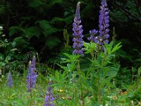 Lupinus polyphyllus 14, Vaste lupine, Saxifraga-Ed Stikvoort