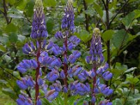 Lupinus polyphyllus 15, Vaste lupine, Saxifraga-Ed Stikvoort