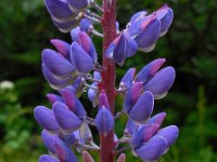 Lupinus polyphyllus 16, Vaste lupine, Saxifraga-Ed Stikvoort