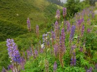 Lupinus polyphyllus 17, Vaste lupine, Saxifraga-Ed Stikvoort