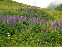 Lupinus polyphyllus 18, Vaste lupine, Saxifraga-Ed Stikvoort