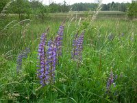 Lupinus polyphyllus 19, Vaste lupine, Saxifraga-Ed Stikvoort