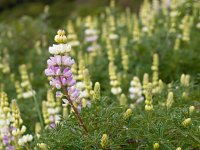 Lupinus polyphyllus 2, Vaste lupine, Saxifraga-Rudmer Zwerver