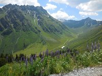 Lupinus polyphyllus 20, Vaste lupine, Saxifraga-Ed Stikvoort