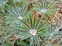 Lupinus polyphyllus 21, Vaste lupine, Saxifraga-Rutger Barendse