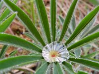 Lupinus polyphyllus 22, Vaste lupine, Saxifraga-Rutger Barendse