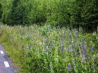 Verge of road full of Large-leaved Lupin (Lupinus polyphyllus), Torsby, Varmland, Sweden  Verge of road full of Large-leaved Lupin (Lupinus polyphyllus), Torsby, Varmland, Sweden : Big-leaved Lupin, colorful, flora, floral, flower, Large-leaved Lupin, Lupin, Lupinus polyphyllus, plant, purple, summer, verge road, Scandinavia, Scandinavian, natural, nature, red, Sweden, Swedish, white