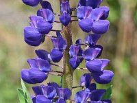 Lupinus polyphyllus 26, Vaste lupine, Saxifraga-Sonja Bouwman  863. Vaste lupine - Lupinus polyphyllus - Fabaceae familie (i) Tynaarlo