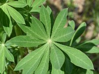 Lupinus polyphyllus 27, Vaste lupine, Saxifraga-Sonja Bouwman  863. Vaste lupine - Lupinus polyphyllus - Fabaceae familie (i)