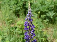 Lupinus polyphyllus 29, Vaste lupine, Saxifraga-Sonja Bouwman  863. Vaste lupine - Lupinus polyphyllus - Fabaceae familie (i)