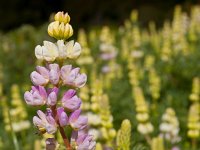 Lupinus polyphyllus 3, Vaste lupine, Saxifraga-Rudmer Zwerver