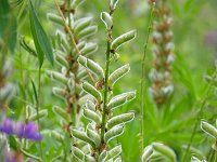 Lupinus polyphyllus 30, Vaste lupine, Saxifraga-Tom Heijnen