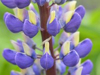 Lupinus polyphyllus 32, Vaste lupine, Saxifraga-Tom Heijnen