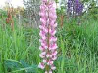 Lupinus polyphyllus 5, Vaste lupine, Saxifraga-Rutger Barendse