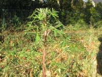 Lupinus polyphyllus 7, Vaste lupine, Saxifraga-Rutger Barendse