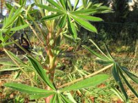 Lupinus polyphyllus 8, Vaste lupine, Saxifraga-Rutger Barendse