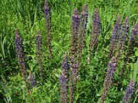 Lupinus polyphyllus 9, Vaste lupine, Saxifraga-Rutger Barendse