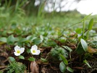 Luronium natans 6, Drijvende waterweegbree, Saxifraga-Mark Zekhuis