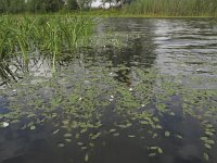 Luronium natans 1, Drijvende waterweegbree, Saxifraga-Rob Felix : Plantae, Plants, Project Natuurbalans, planten