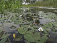 Luronium natans 2, Drijvende waterweegbree, Saxifraga-Rob Felix : Plantae, Plants, Project Natuurbalans, planten