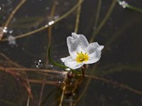 Luronium natans 3, Drijvende waterweegbree, Saxifraga-Hans Dekker