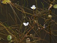 Luronium natans 4, Drijvende waterweegbree, Saxifraga-Hans Dekker