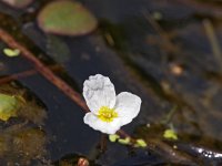 Luronium natans 5, Drijvende waterweegbree, Saxifraga-Hans Dekker