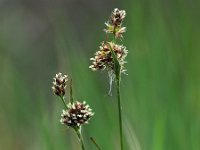 Luzula congesta 11, Dichte veldbies, Saxifraga-Hans Dekker