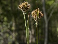 Luzula congesta 8, Dichte veldbies, Saxifraga-Willem van Kruijsbergen