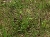 Luzula multiflora 10, Veelbloemige veldbies, Saxifraga-Hans Boll