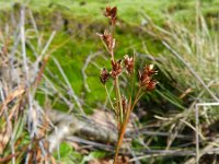 Luzula multiflora 15, Veelbloemige veldbies, Saxifraga-Rutger Barendse