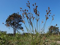 Luzula multiflora 16, Veelbloemige veldbies, Saxifraga-Ed Stikvoort