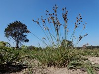 Luzula multiflora 17, Veelbloemige veldbies, Saxifraga-Ed Stikvoort