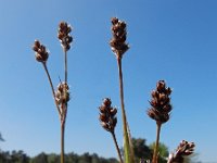 Luzula multiflora 18, Veelbloemige veldbies, Saxifraga-Ed Stikvoort