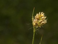 Luzula multiflora 2, Veelbloemige veldbies, Saxifraga-Jan van der Straaten