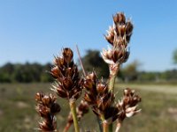 Luzula multiflora 20, Veelbloemige veldbies, Saxifraga-Ed Stikvoort