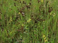 Luzula multiflora 3, Veelbloemige veldbies, Saxifraga-Hans Boll