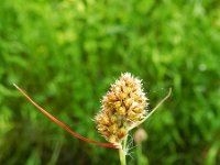 Luzula multiflora ssp congesta 5, Saxifraga-Rutger Barendse