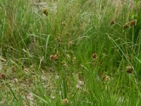 Luzula multiflora ssp congesta 6, Saxifraga-Rutger Barendse