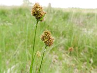 Luzula multiflora ssp congesta 7, Saxifraga-Rutger Barendse