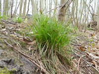 Luzula multiflora ssp congesta 8, Saxifraga-Rutger Barendse