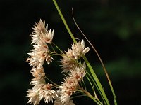 Luzula nivea 1, Saxifraga-Marijke Verhagen