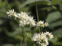 Luzula nivea 14, Saxifraga-Willem van Kruijsbergen