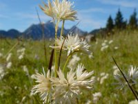 Luzula nivea 17, Saxifraga-Ed Stikvoort
