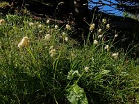 Luzula nivea 18, Saxifraga-Ed Stikvoort