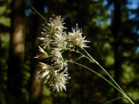Luzula nivea 19, Saxifraga-Ed Stikvoort