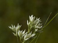 Luzula nivea 2, Saxifraga-Jan van der Straaten